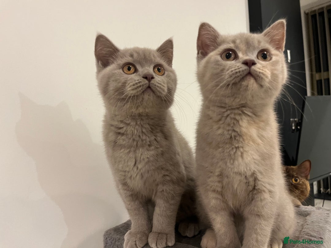 British Shorthair cats for sale: Pedigree British Shorthair Kittens Golden & Lilac - Advert 8