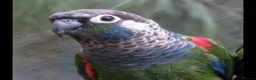 Conures birds for sale: Pearly conures  - Advert 5