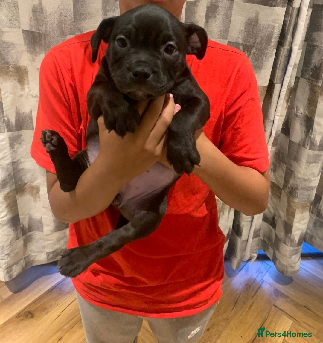 American Bully dogs for sale: Pocket bully pups - Image 11