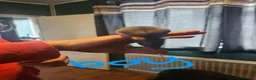 Rat rodents for sale: Baby 6weeks4 days old  - Advert 2