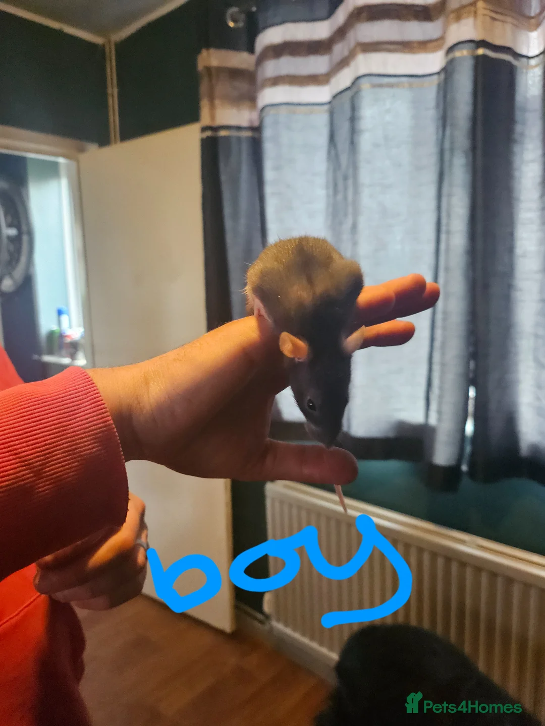 Rat rodents for sale: Baby 6weeks4 days old  - Advert 2