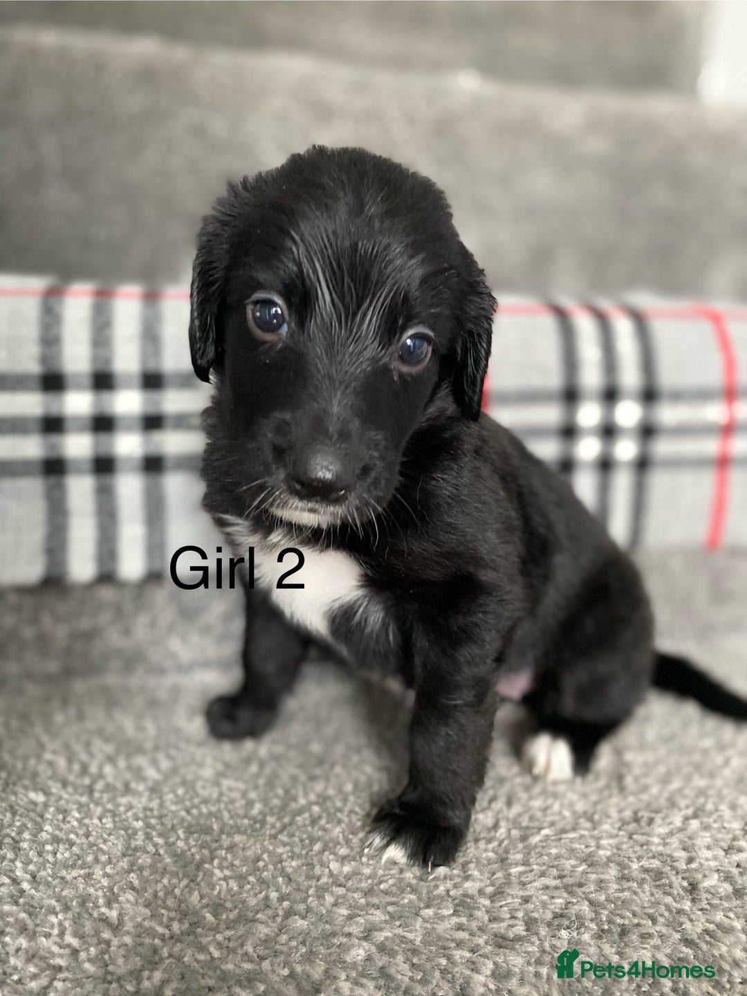 Mixed Breed dogs for sale: Cocker collie cross  - Image 9