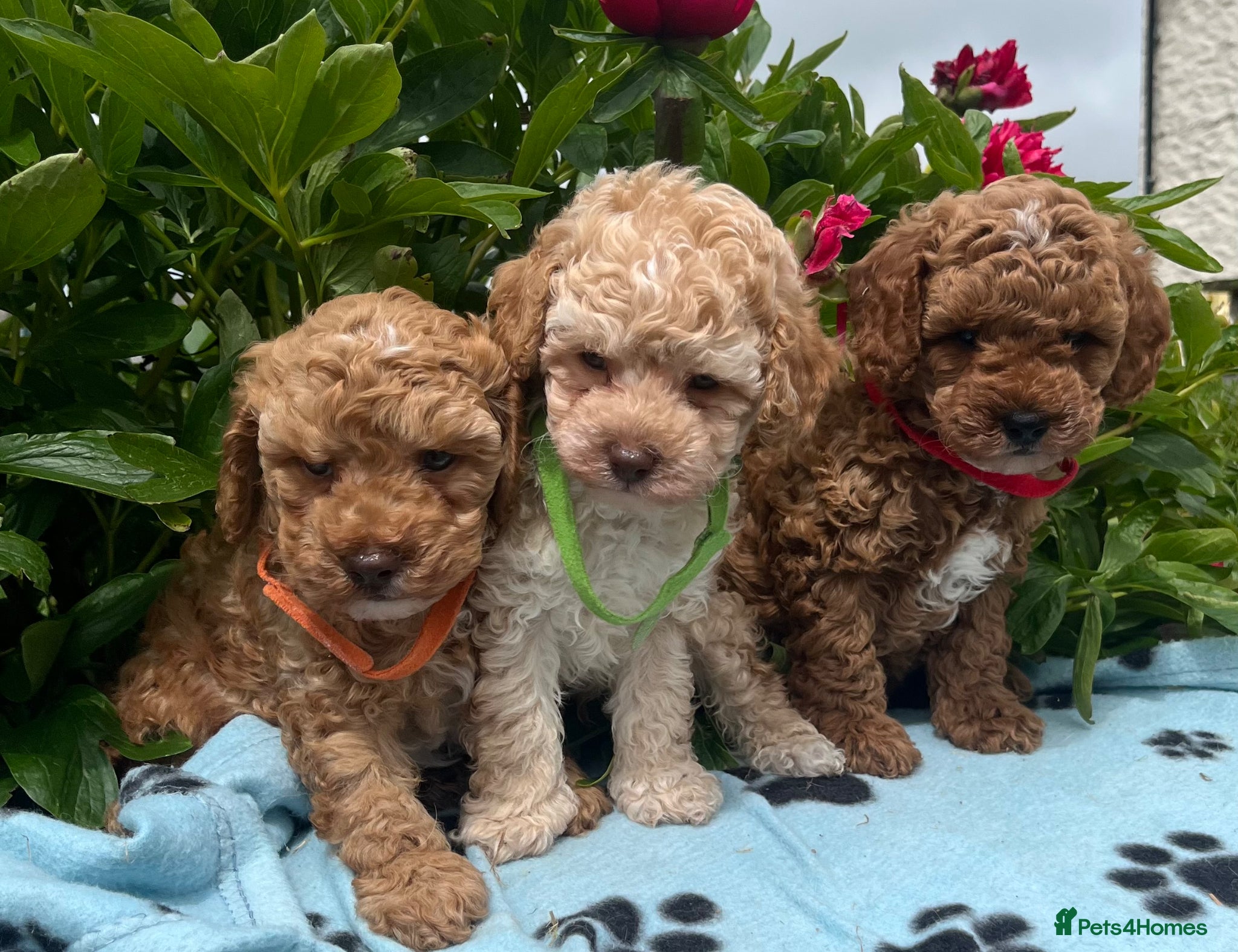 Cavapoochon dogs Cavapoochon puppies  - Advert 1