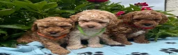 Cavapoochon dogs for sale: Cavapoochon puppies  - Advert 7