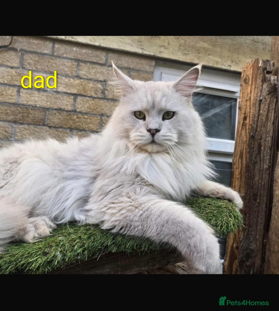 Maine Coon cats for sale: Amazing mainecoon kittens - Advert 14