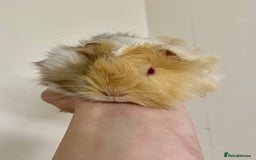 Guinea Pig rodents for sale: Long haired Guinea Pigs For Sale - Image 14