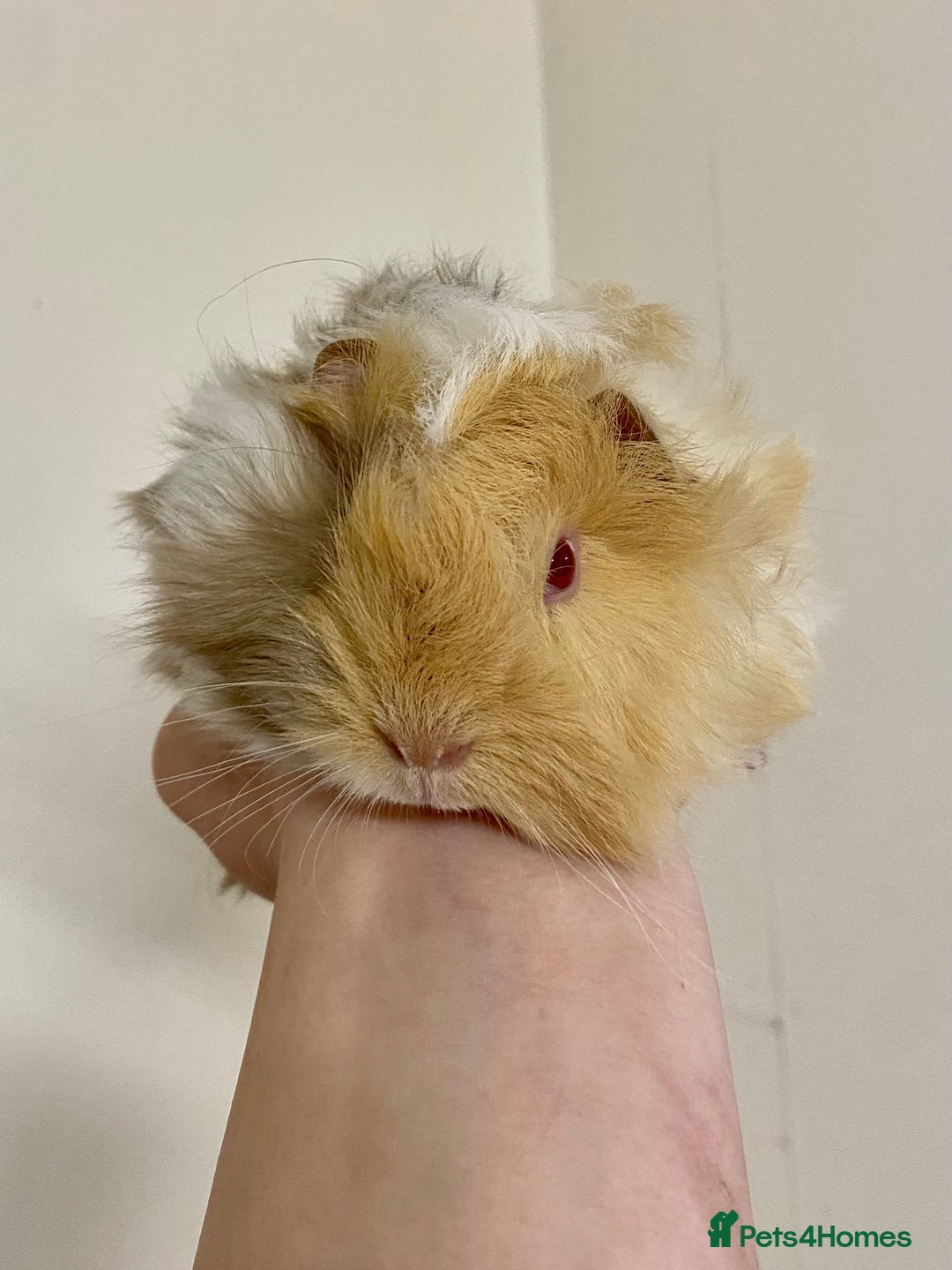 Guinea Pig rodents for sale: Long haired Guinea Pigs For Sale - Image 14