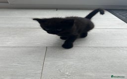 Mixed Breed cats for sale: Black and White Tuxedo Kittens Ready for New Homes - Image 7