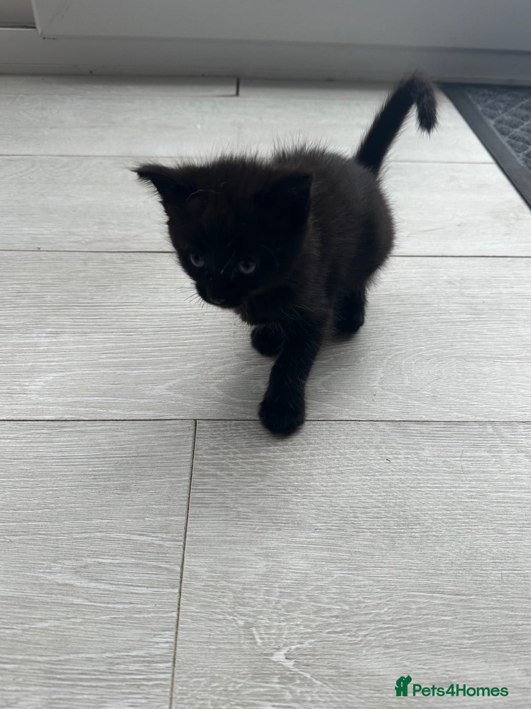 Mixed Breed cats for sale: Black and White Tuxedo Kittens Ready for New Homes - Image 7