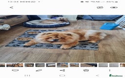 Chow Chow dogs for sale: Chow chow puppies - Image 13