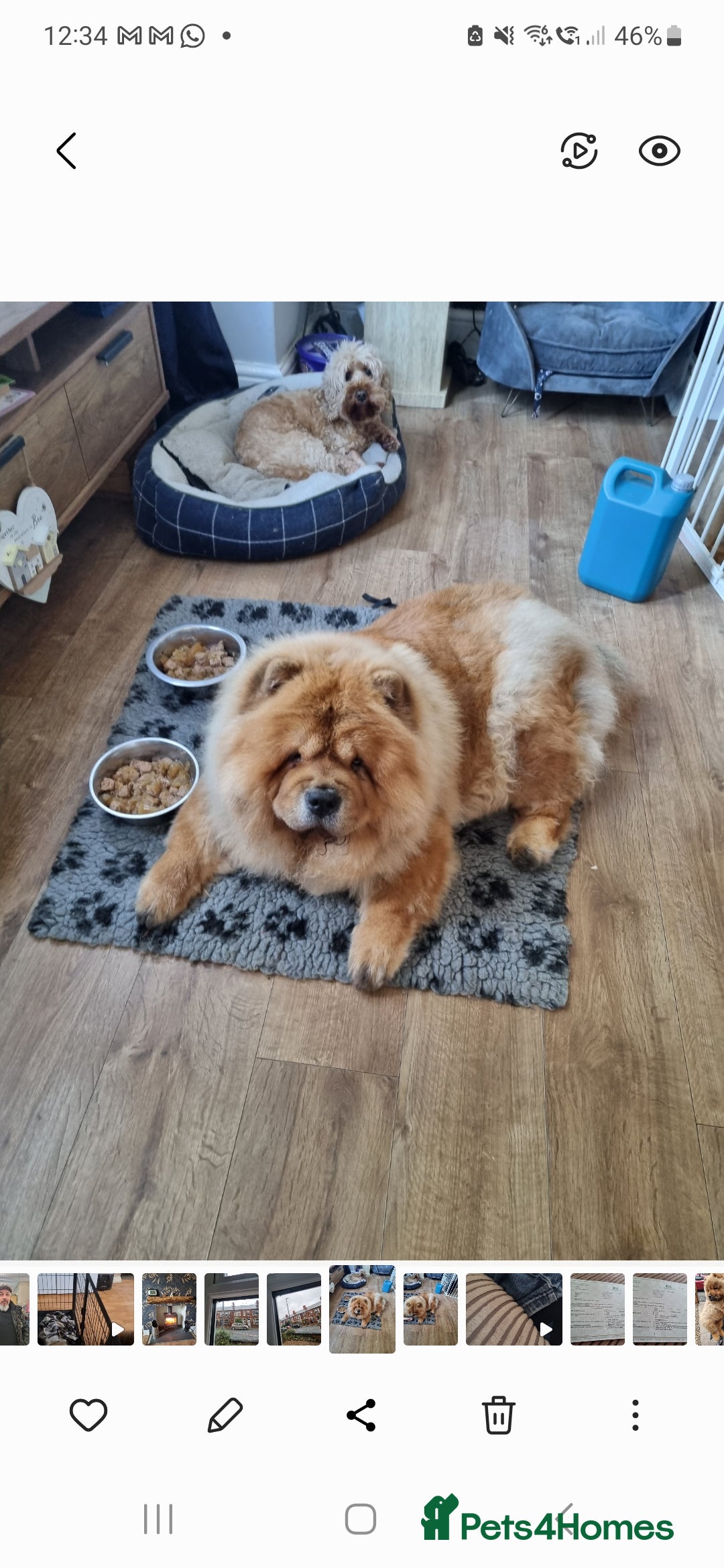 Chow Chow dogs for sale: Chow chow puppies - Image 13
