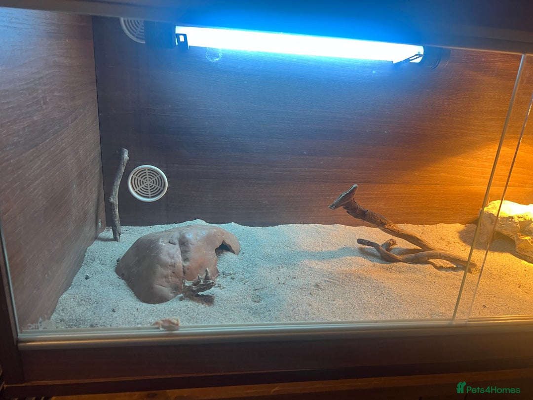 Gecko reptiles for sale: 2 x sand gecko and set up - Image 3