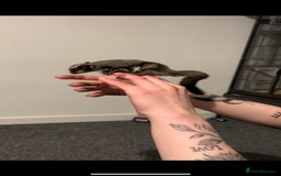 Sugar Glider rodents for sale: Two sugar gliders + large cage  - Image 7