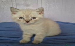 British Shorthair cats for sale: 4 Male British Shorthair Kittens For Sale - Image 1