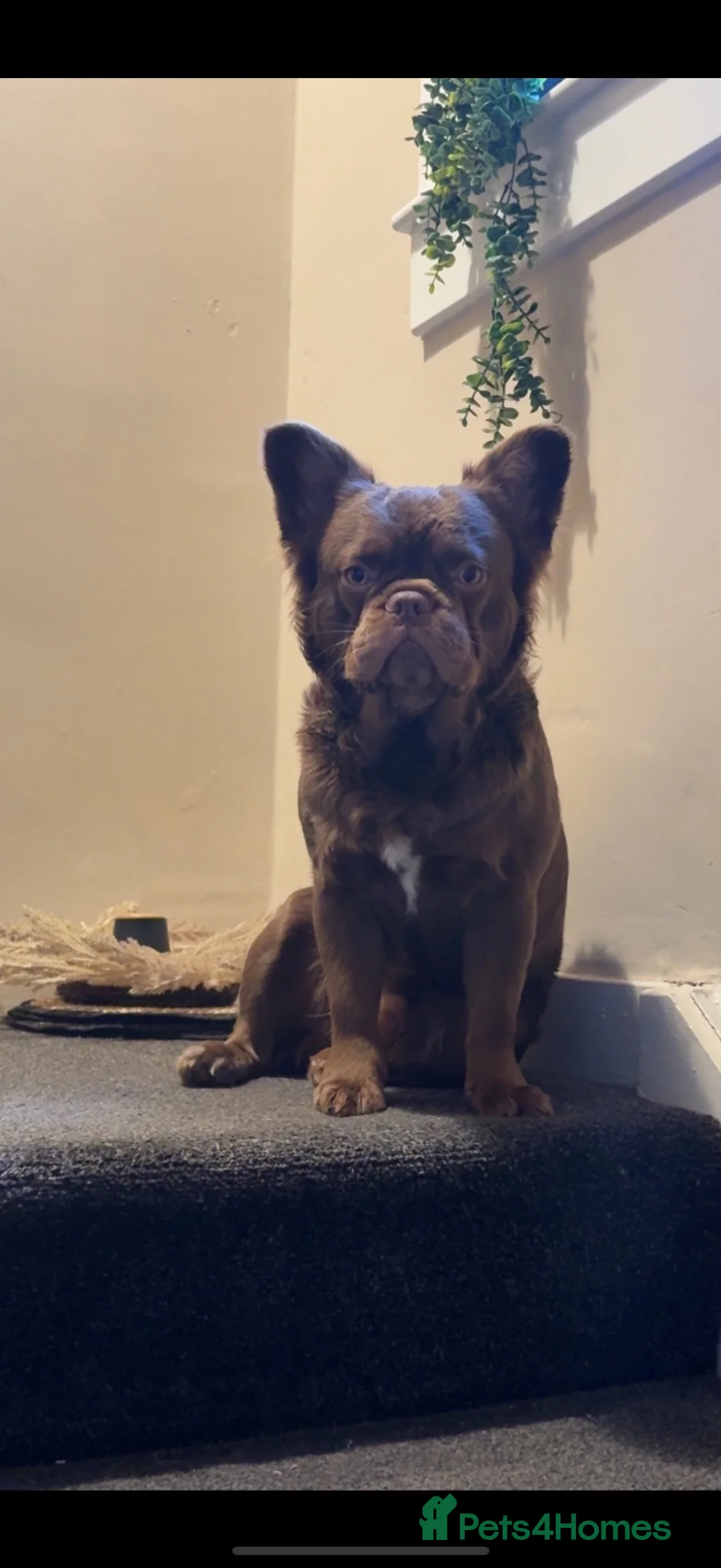 French Bulldog dogs for stud: FLUFFY FRENCHIE NEW SHADE ROJO in Dundee - Advert 1