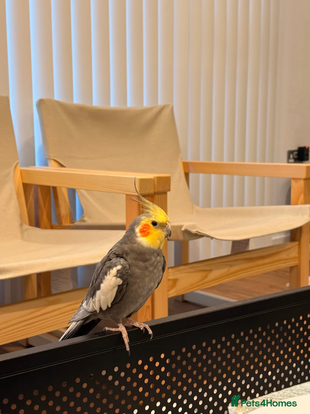Cockatiels birds for sale: Cockatiel with cage and carrier bag for sale - Advert 3