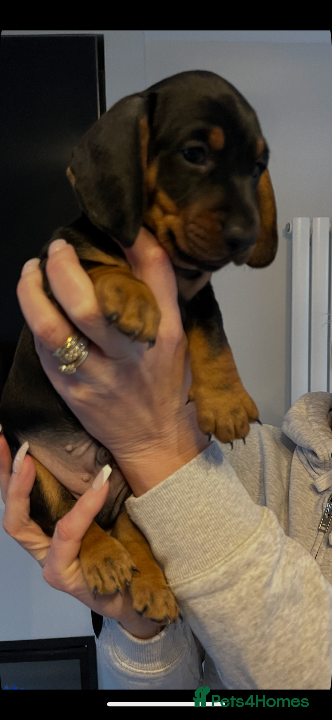 Dachshund dogs for sale: Dachshund puppies - Advert 5