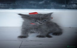Mixed Breed cats for sale: Ragdoll x kittens for sale - Image 3