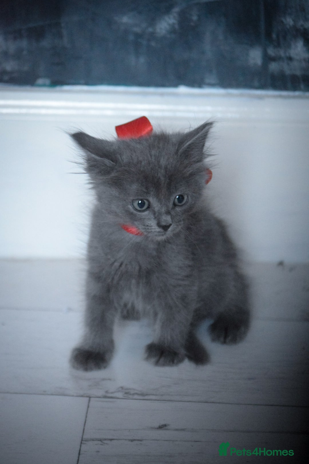 Mixed Breed cats for sale: Ragdoll x kittens for sale - Image 3