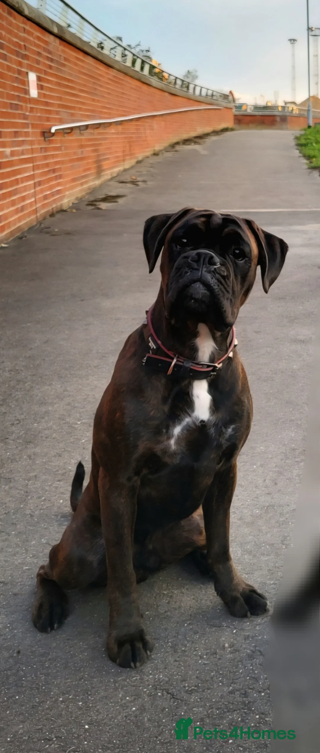 Boxer dogs for stud:  PROVEN KC Registered  Boxer Stud - Advert 2