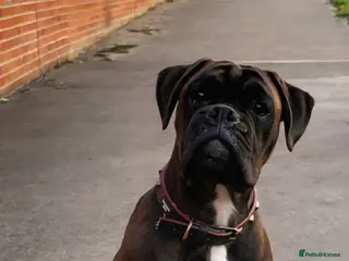 Boxer dogs KC Registered Brindle Boxer Stud - Advert 11