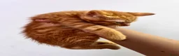 Mixed Breed cats for sale: Kittens  - Advert 3