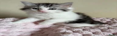 Mixed Breed Kitten 2