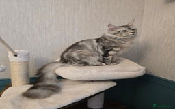 Maine Coon cats for sale: Maine Coon Black Silver Russian Lines - Image 21