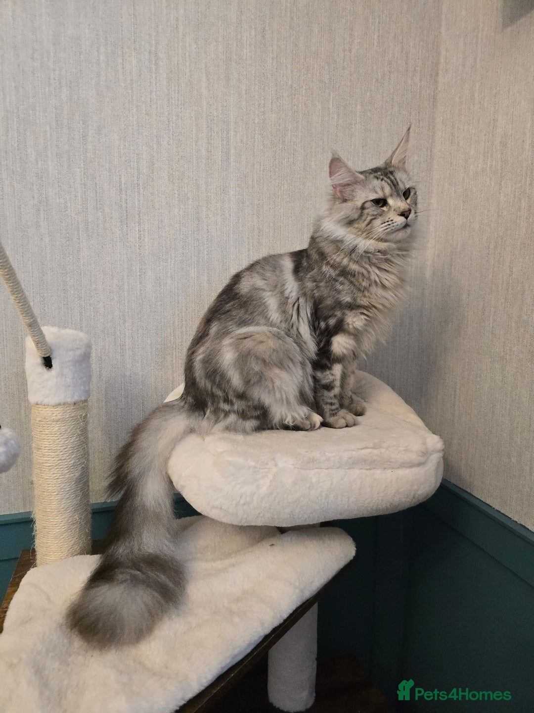 Maine Coon cats for sale: Maine Coon Black Silver Russian Lines - Image 21