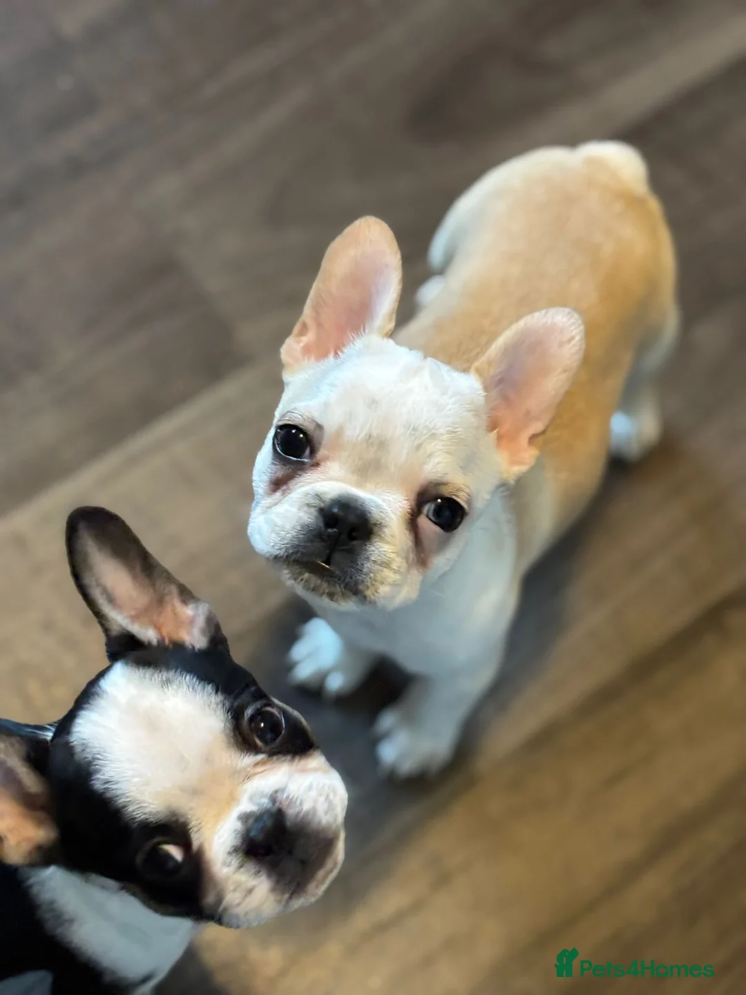 French Bulldog dogs for sale: French bulldogs puppies  - Advert 2