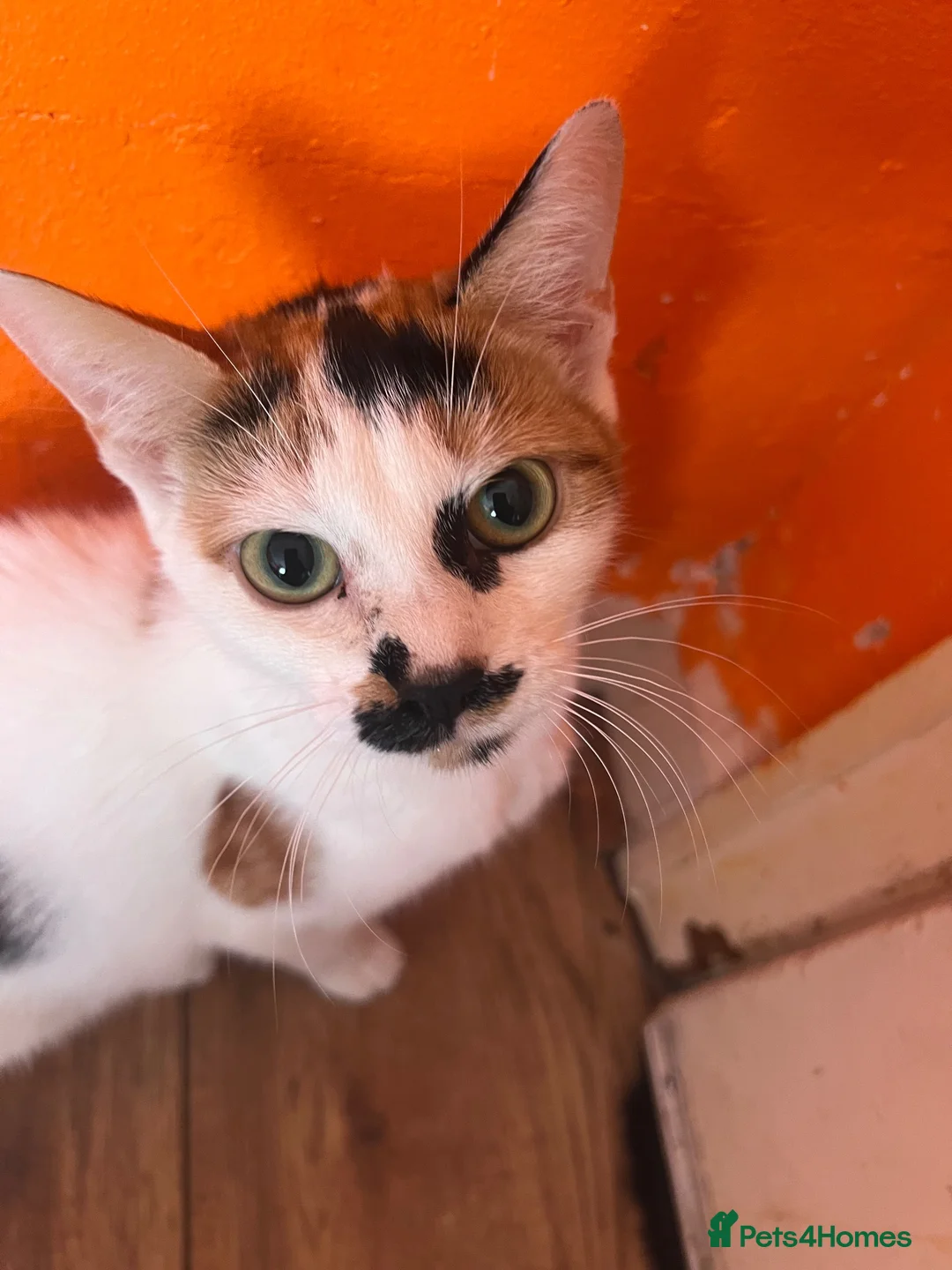 Mixed Breed cats for sale:     4 Adorable Kittens Looking for Forever Homes in Manchester - Advert 1