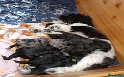 Mixed Breed dogs for sale: 6 Beautiful mixed breed puppies  - Image 14