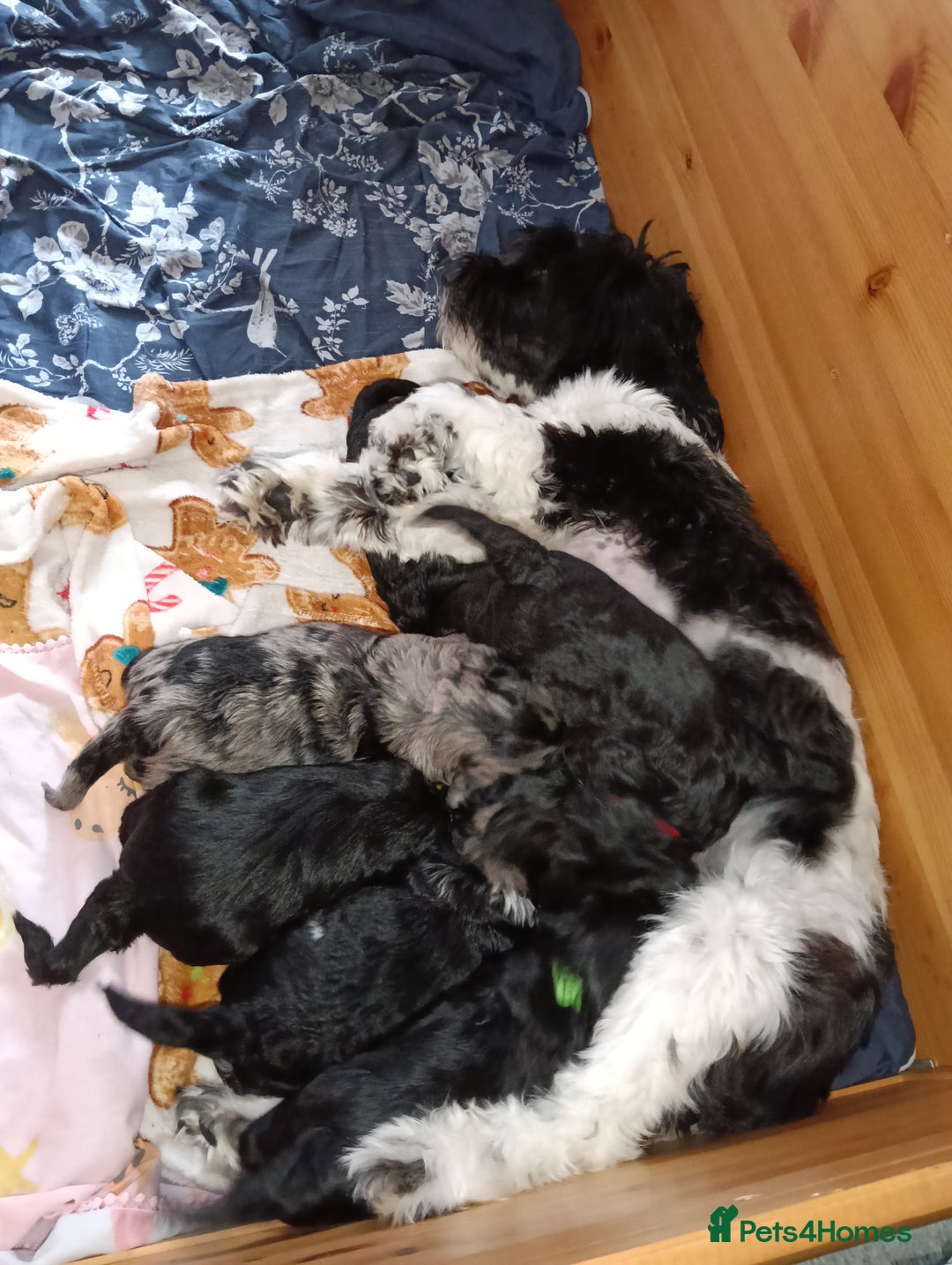 Mixed Breed dogs for sale: 6 Beautiful mixed breed puppies  - Image 14