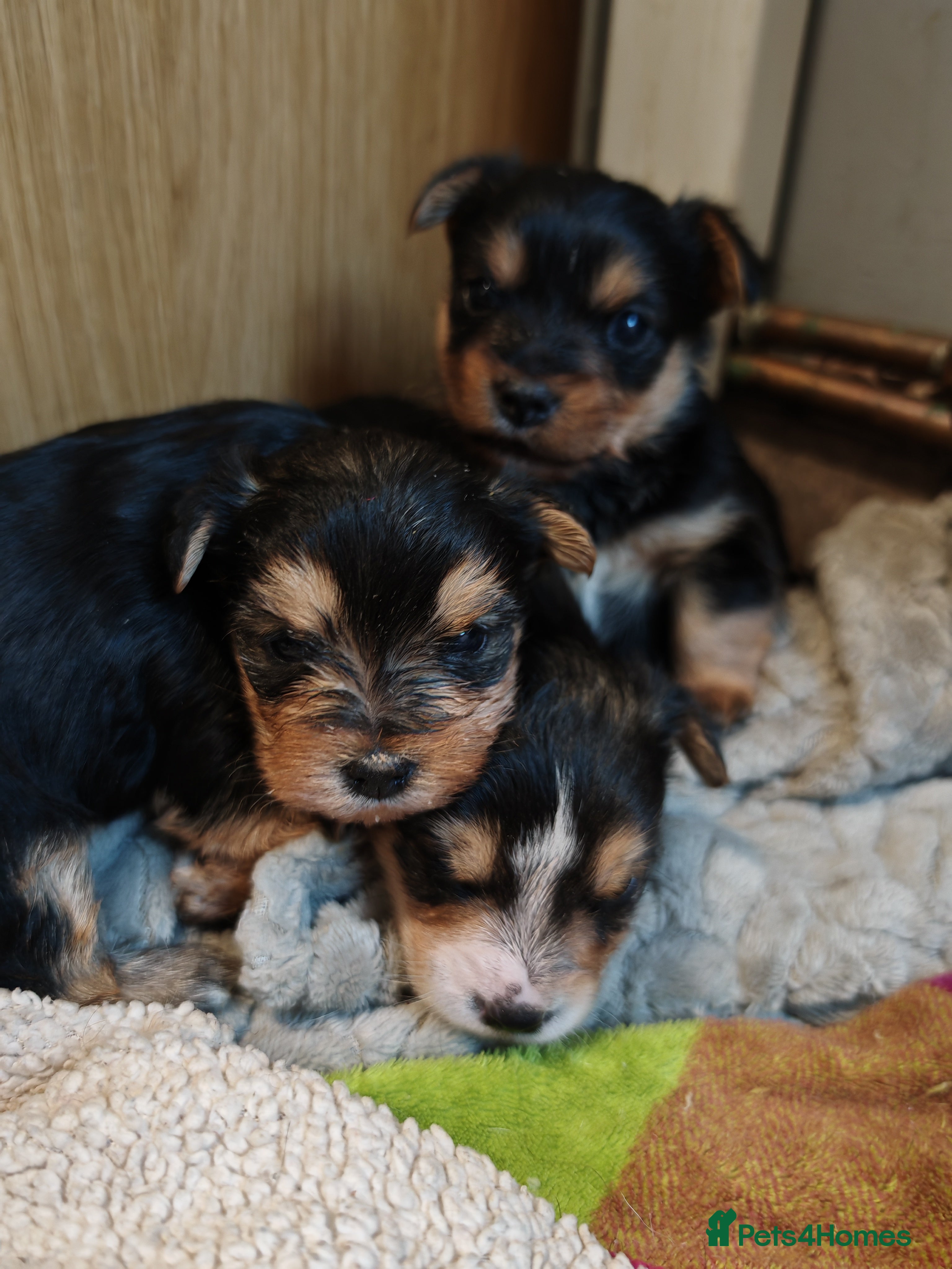 Yorkshire Terrier dogs Yorkshire Terriers pups - Advert 1