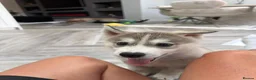 Siberian Husky dogs for sale: Male grey/white Husky puppy for sale - Advert 13