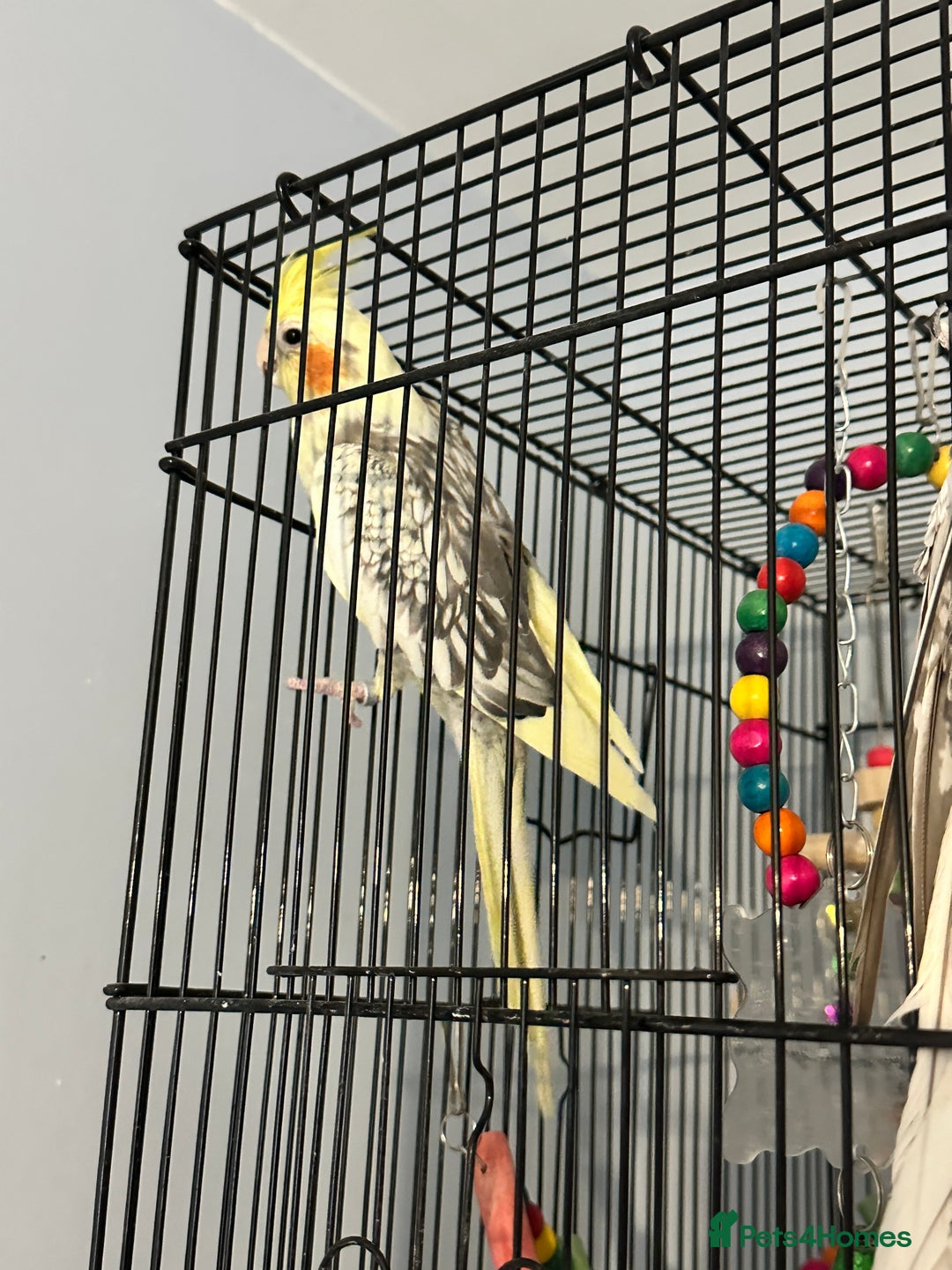 Cockatiels birds for sale: Two cockatiels for sale - Advert 2