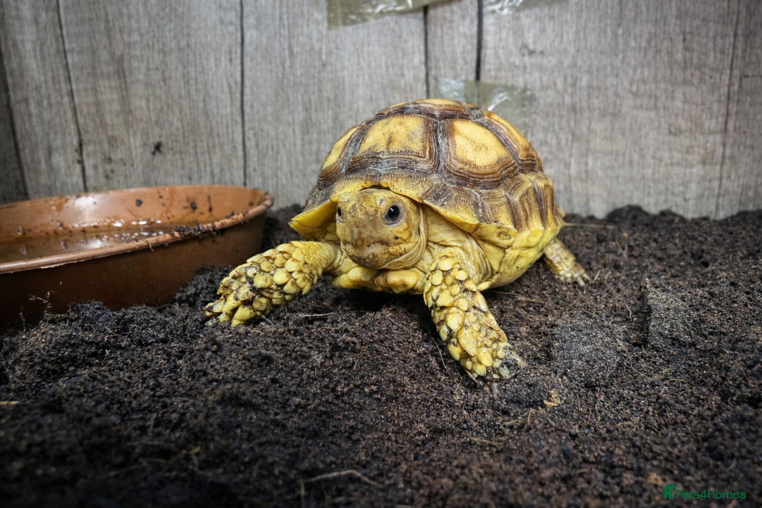 Tortoise reptiles Baby Sulcata Tortoises & Full Set Ups!! - Advert 1