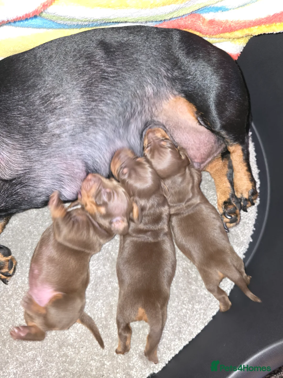 Dachshund dogs for sale: 4 mini lovely brown dachshund  in Bolton - Advert 2