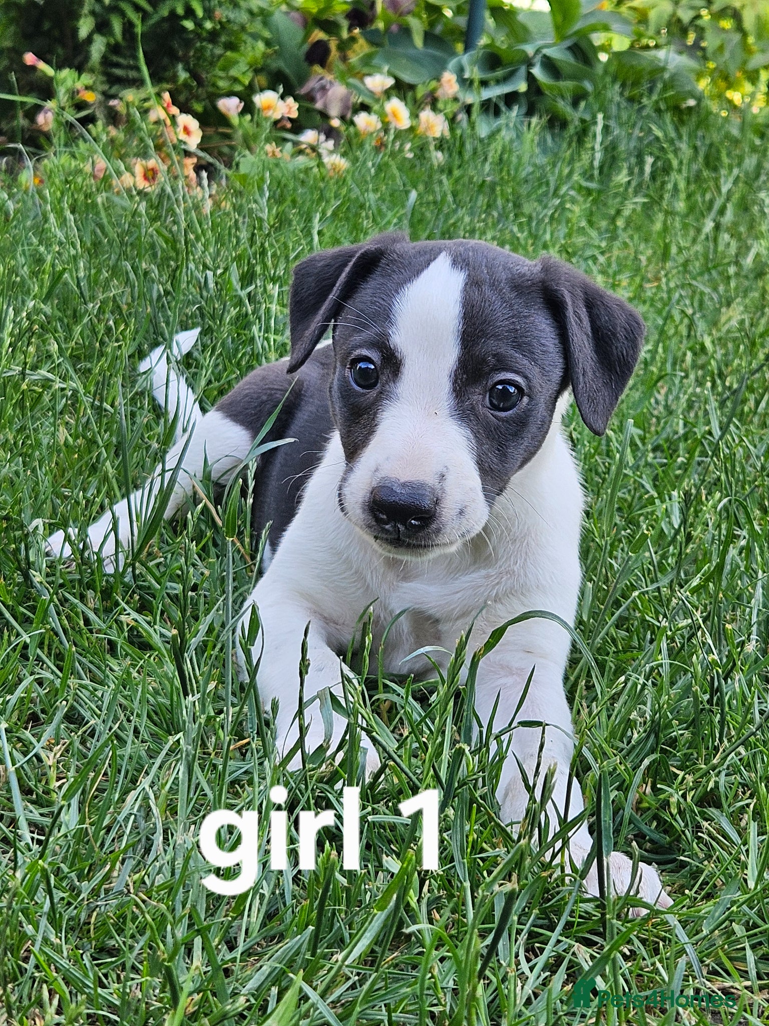 Whippet dogs KC Registered Whippet puppies - Advert 2
