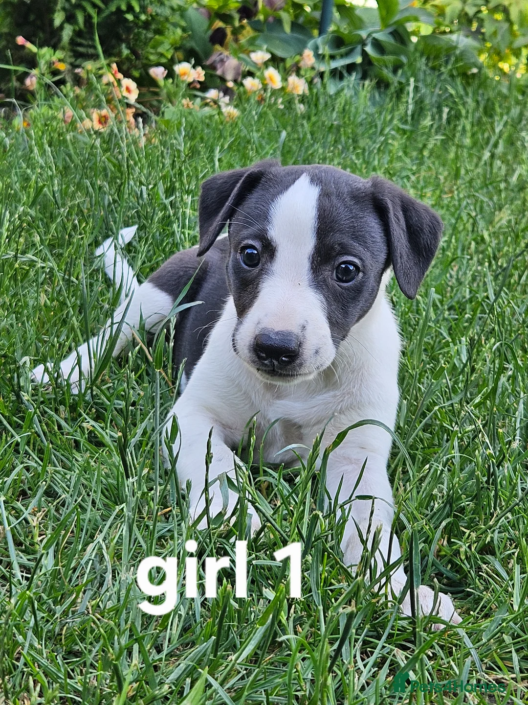 Whippet dogs for sale:  Gorgeous girl ready now - Advert 1