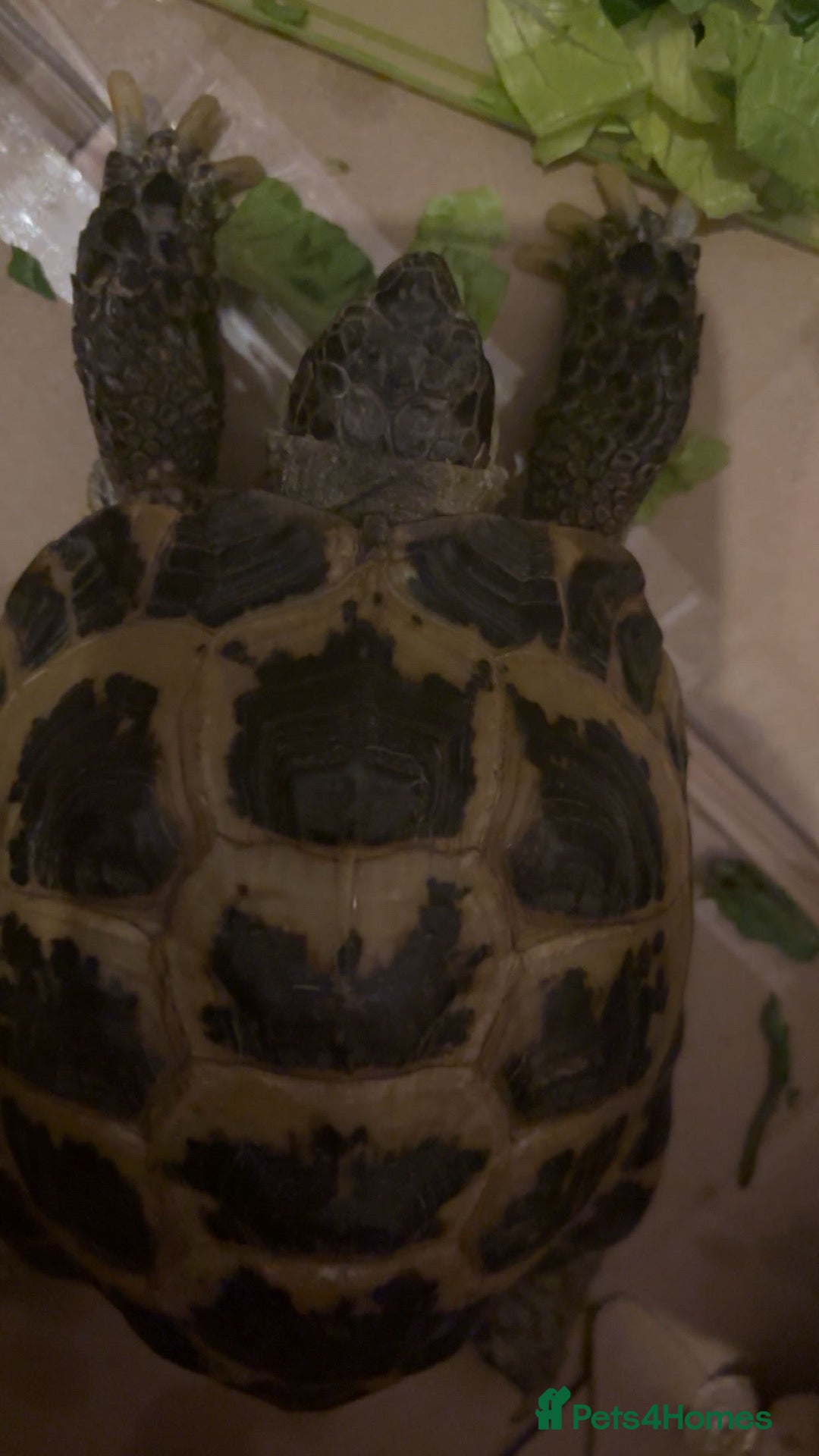 Tortoise reptiles Horsfield Tortoise - Advert 1