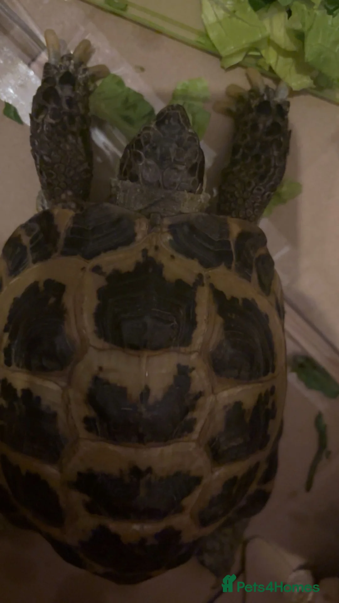 Tortoise reptiles for sale: Horsfield Tortoise in Saint Helens - Advert 1