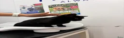 Mixed Breed cats for adoption: ❤️🐱 LUCY – A LITTLE BLACK BEAUTY - Advert 5