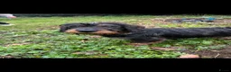 Dachshund dogs for sale: Wirehaired Dachshund  in Chesterfield - Advert 2