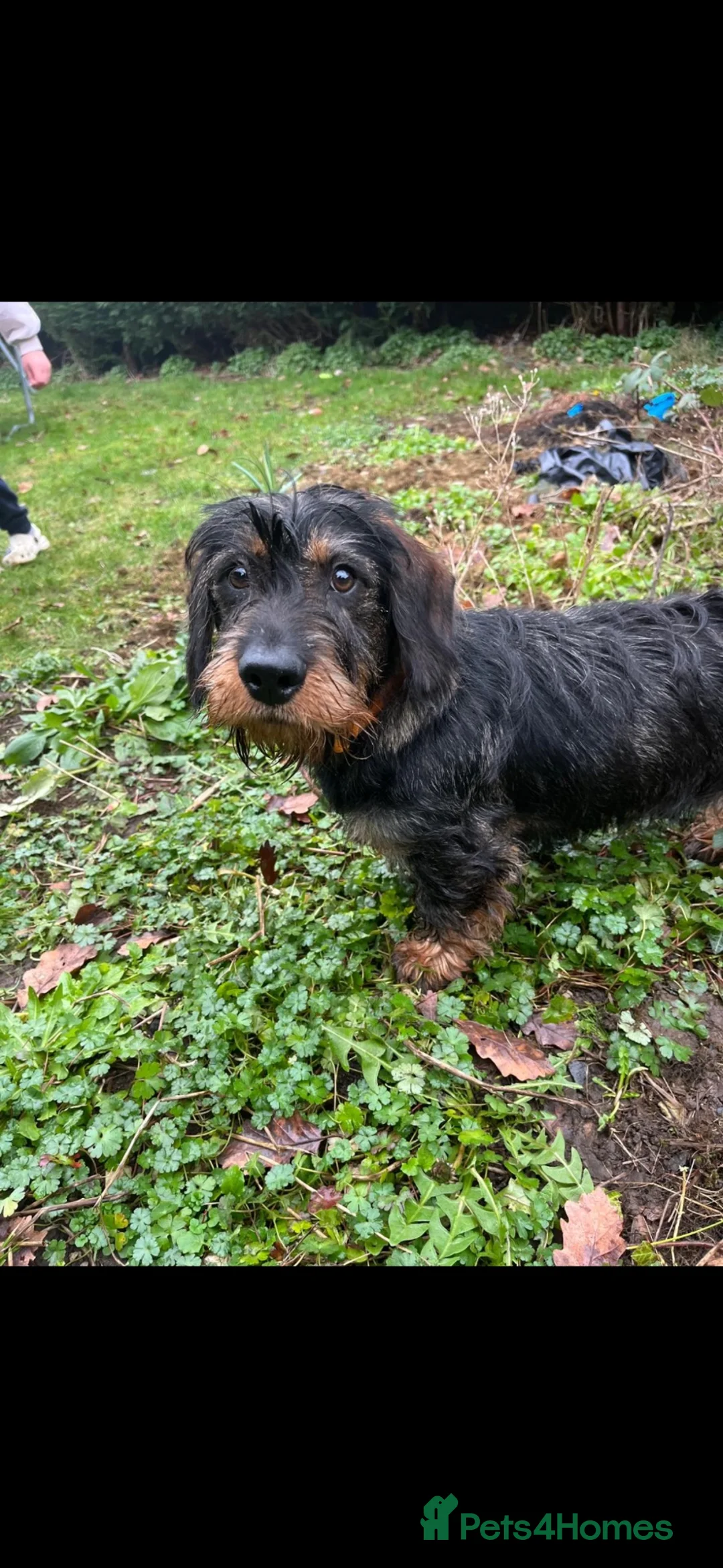 Dachshund dogs for sale: Wirehaired Dachshund  in Chesterfield - Advert 2