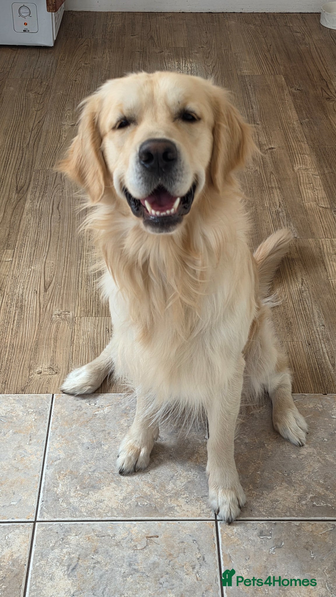 Golden Retriever dogs for sale: Loving 2-Year-Old Neutered Boy  - Advert 1