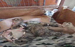 Whippet dogs for sale: Top Class Whippet Puppies - Image 13