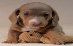 Miniature Dachshund dogs for sale: 5StarsLicensed+KC+PRAClear+VetChecked - Image 11