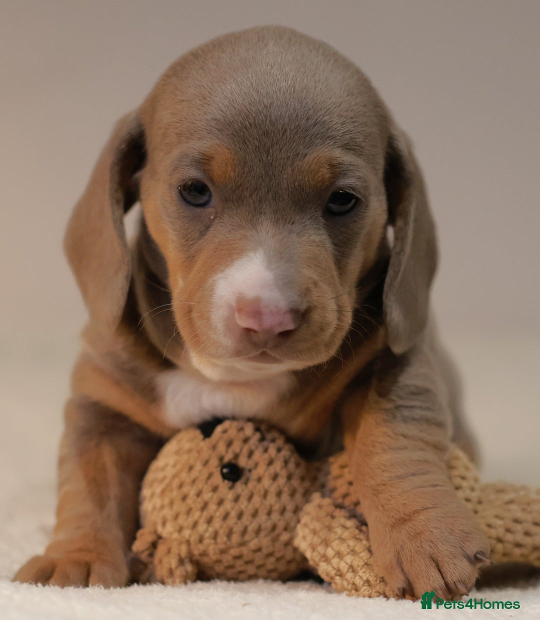 Miniature Dachshund dogs for sale: 5StarsLicensed+KC+PRAClear+VetChecked - Image 11