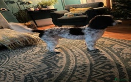 Cockapoo dogs for stud: Cockapoo for stud - Montgomery  - Image 6